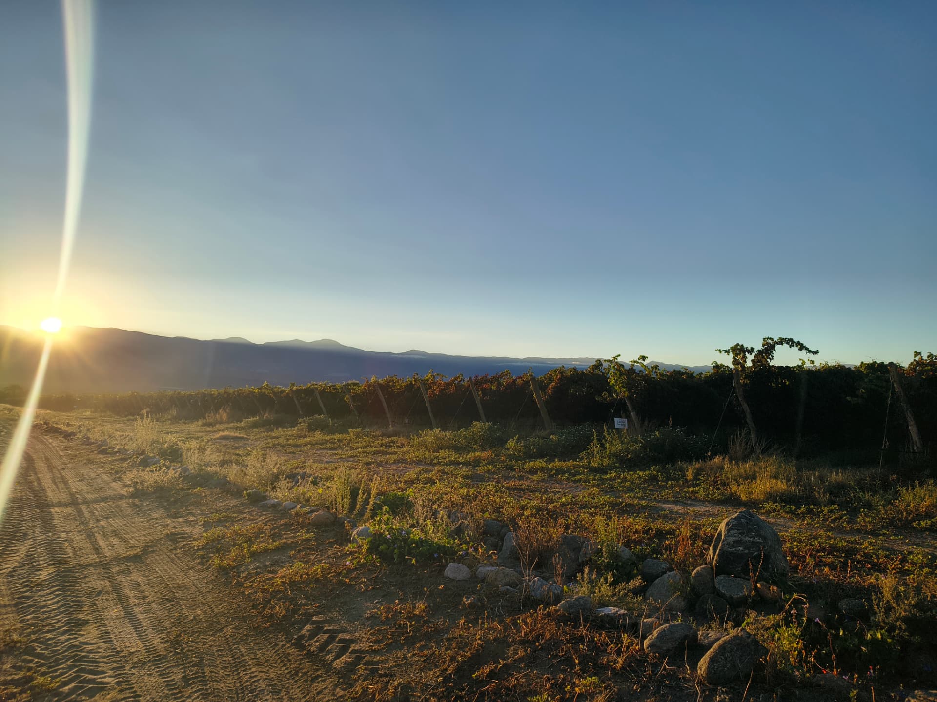Viñedo al atardecer frente a las montañas